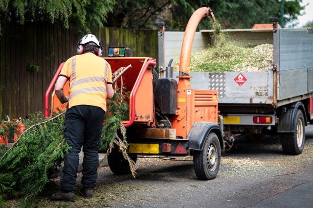 Arthurtown, SC Tree Care Services Company